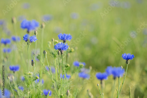 Closeup into a group of cornflowers (Centaurea cyanus). Light cornfield bokeh in background. Focus on the flower in the middle.