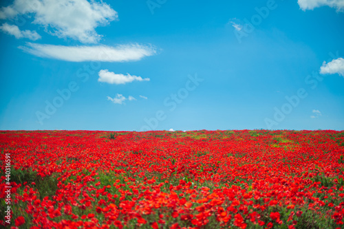 The southern sun illuminates the fields of red garden poppies. The concept of rural tourism. Poppy fields