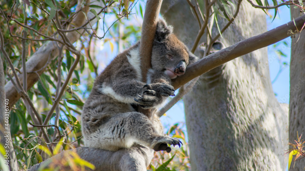 Obraz premium Koala Bear sleeping on eucalyptus tree