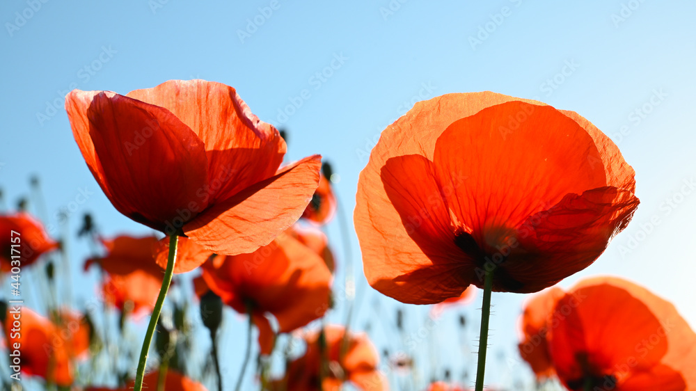 Blossom red poppy field for blue sky in summer.  - obrazy, fototapety, plakaty 
