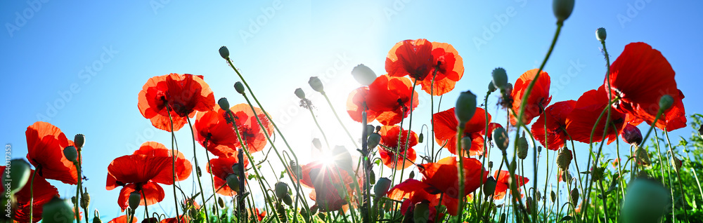 Obraz premium Poppy, Poppies - Blühend Klatschmohn bei Sonnenaufgang mit blauem Himmel in der Natur Landschaft
