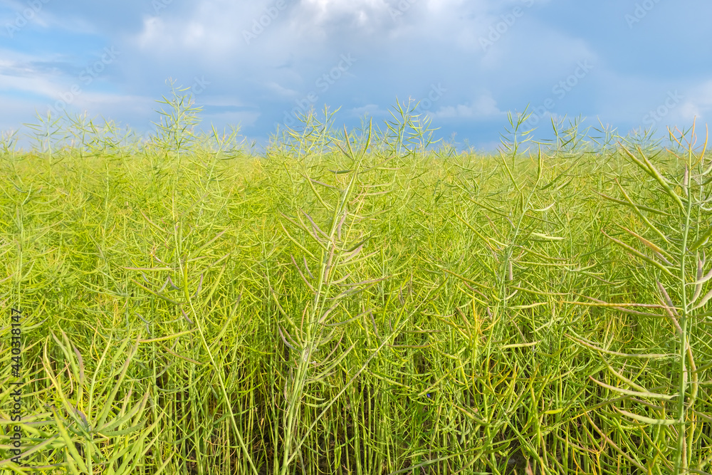 Closeup of green unripe rape oilseed on a cloudy blue sky background in summer. Unripe young and green rapeseed pods field Closeup of green unripe rape oilseed on a cloudy blue sky background in summer. Unripe young and green rapeseed pods field