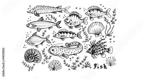 fish seafood ocean sea set clipart vector hand drawn illustration. Print textile vintage retro menu fishing