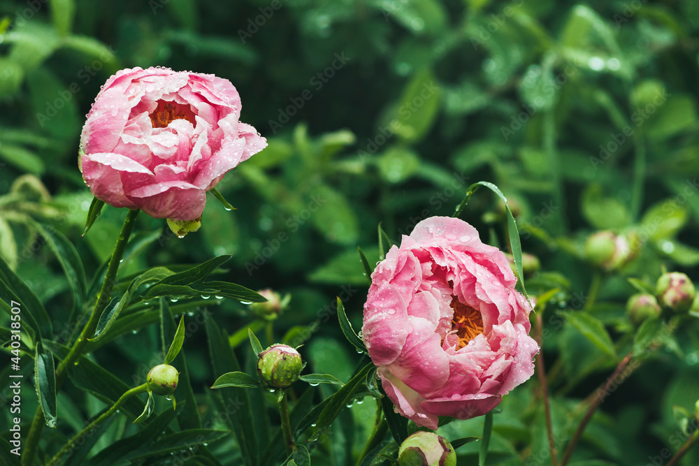 Obraz premium Two pink peonies with raindrops on their petals. Copy space.