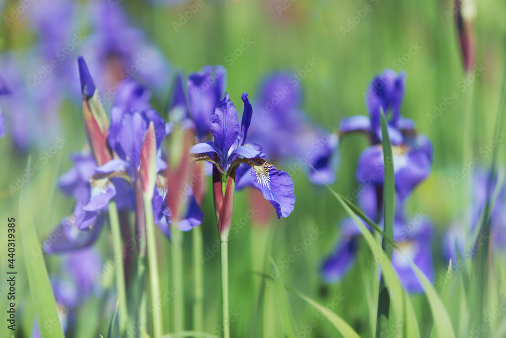 Nature background with spring flowers. Selective and soft focus.	