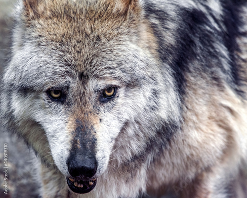 Mexican Gray Wolf Close Up © Christopher R Mazza