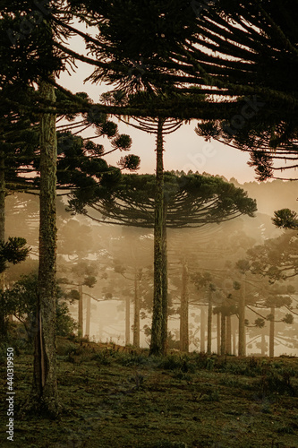 Floresta de Araucárias com neblina ao amanhecer photo