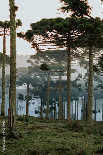 Floresta de Araucárias com neblina ao amanhecer