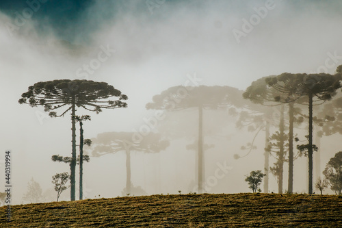 Floresta de Araucárias com neblina ao amanhecer