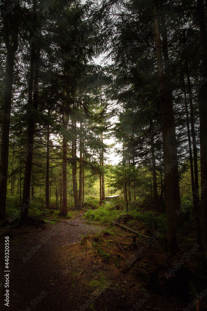 Fototapeta premium Gegenlicht