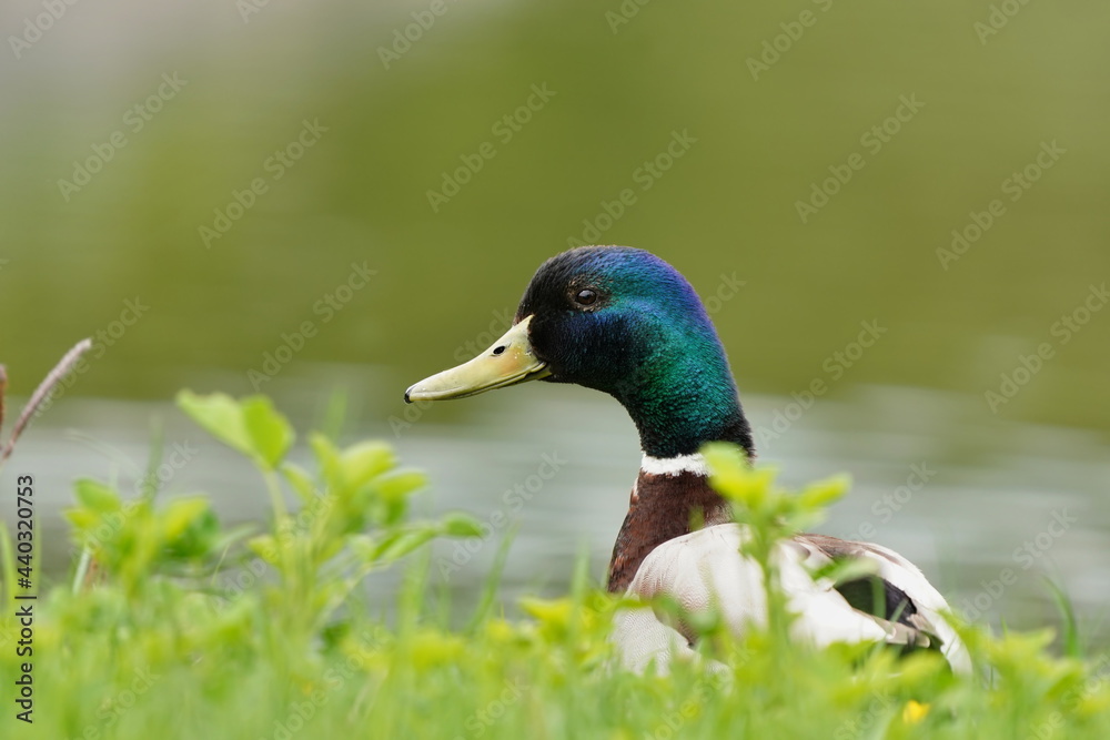 Close up portrait of a male mallard. Wildlife scene from nature. Mallard in the nature habitat. Anas platyrhynchos Close up portrait of a male mallard. Wildlife scene from nature. Mallard in the nature habitat. Anas platyrhynchos