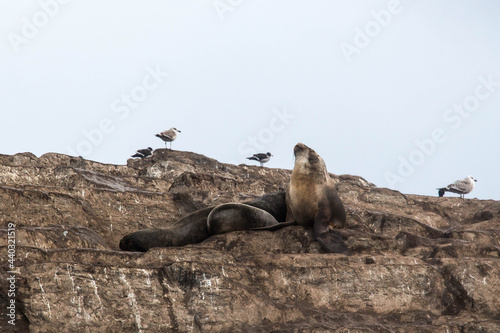 TIERRA DEL FUEGO NATIONAL PARK, USHUAIA, ARGENTINA - SEPTEMBER 03, 2017: Sea lions and seagulls on an island in The Beagle Channel, in Ushuaia. Black and white photography.