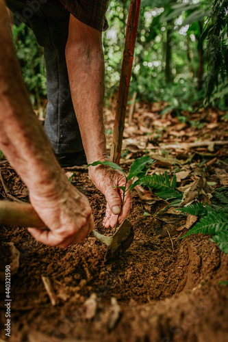 plantando árvore na natureza muda de árvore 