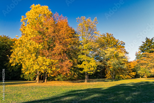 Park in autumn covered with colorful leaves.