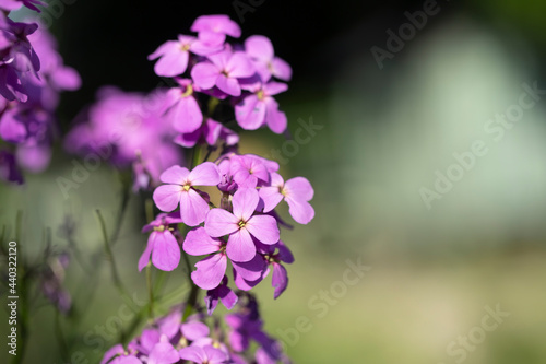 Closeup of dame's rocket blossoms (Hesperis matronalis). photo
