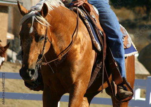 palomino quarter horse and western rider photo