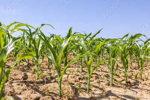 Corn field with young plants in dry weather 
