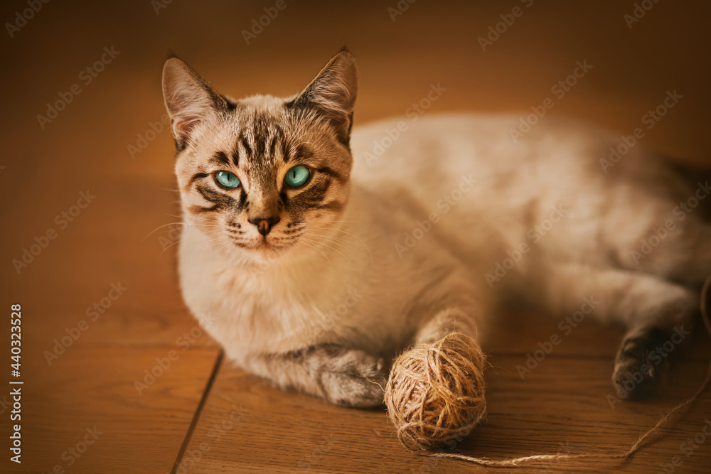 A cute Thai striped kitten with blue eyes lies on the wooden floor of the apartment and plays with a ball of hemp rope. A toy for a pet.