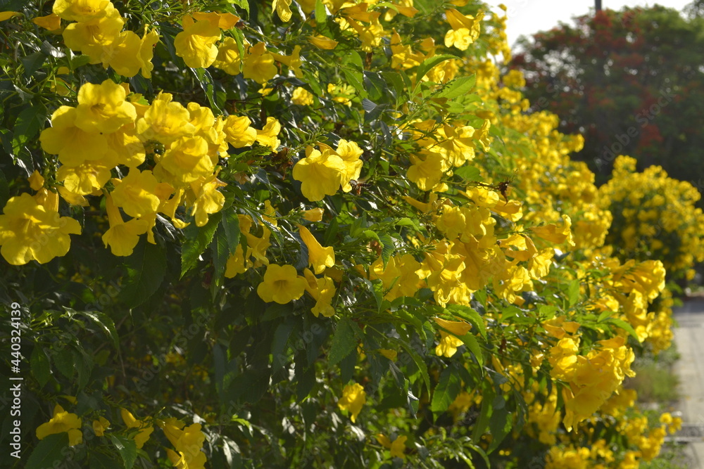 Obraz premium yellow elder bush are full of yellow elder flower blooming