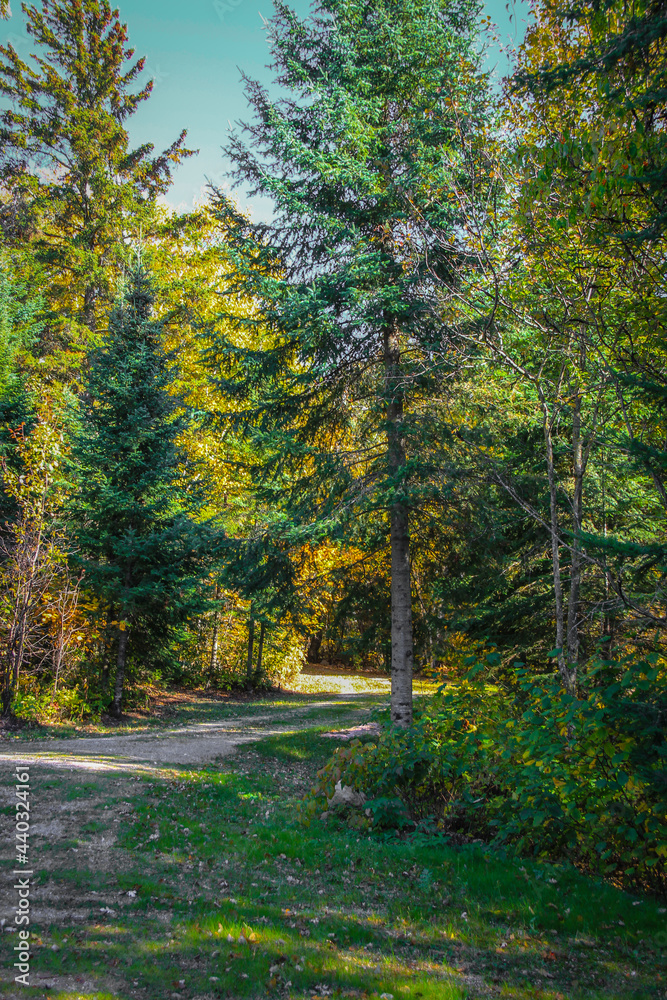 path through the woods in Manitoba Canada path through the woods in Manitoba Canada