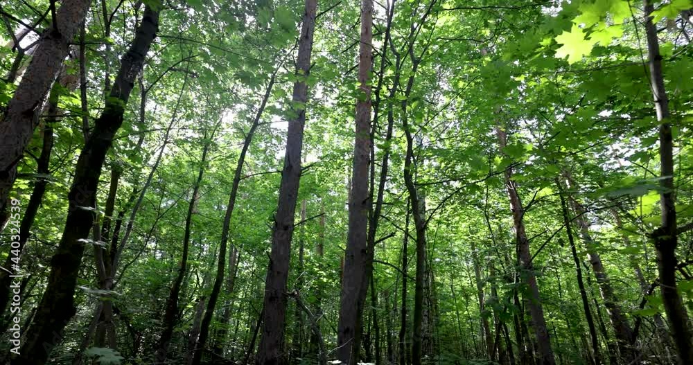 Crowns of trees in a dense forest sway against the background of a bright sky Crowns of trees in a dense forest sway against the background of a bright sky
