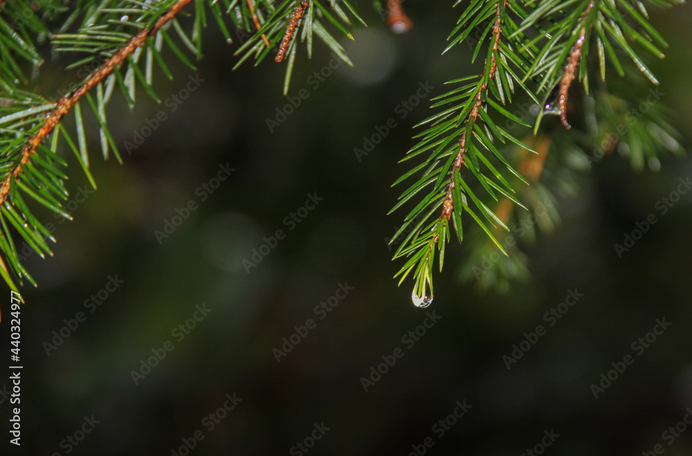 Pine tree with needles and  clear water droplet