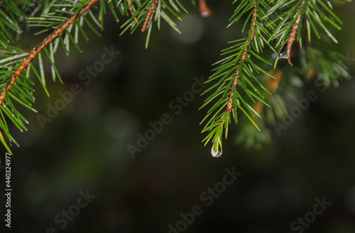 Pine tree with needles and  clear water droplet