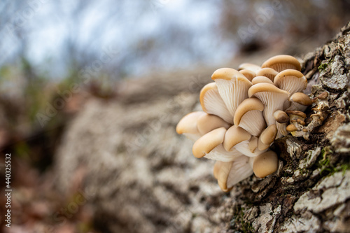 Oyster mushrooms (Pleurotus ostreatus) growing on a log