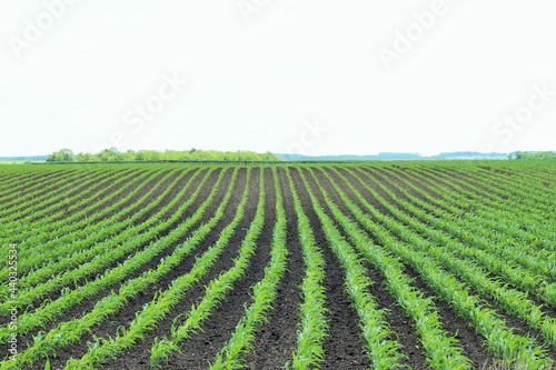 Field with young seedlings of corn 