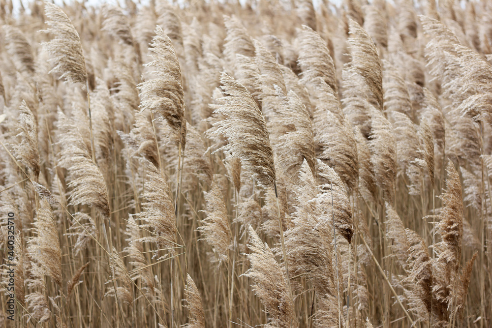 Fototapeta premium Dry reed on the lake, reed layer, reed seeds. Golden reed grass, pampas grass. Abstract natural background. Beautiful pattern with neutral colors. Minimal, stylish, trend concept