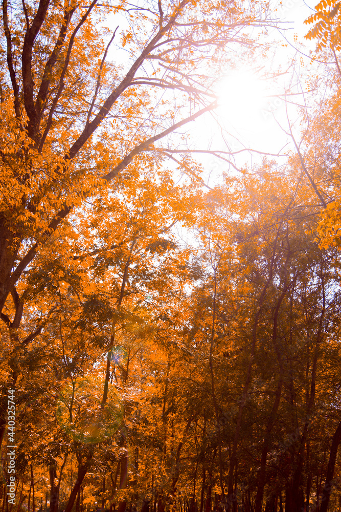 Fototapeta premium A picturesque path in the forest thicket. Summer landscape.