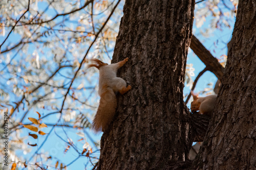 Squirrels burp on a tree. Animals in the forest.