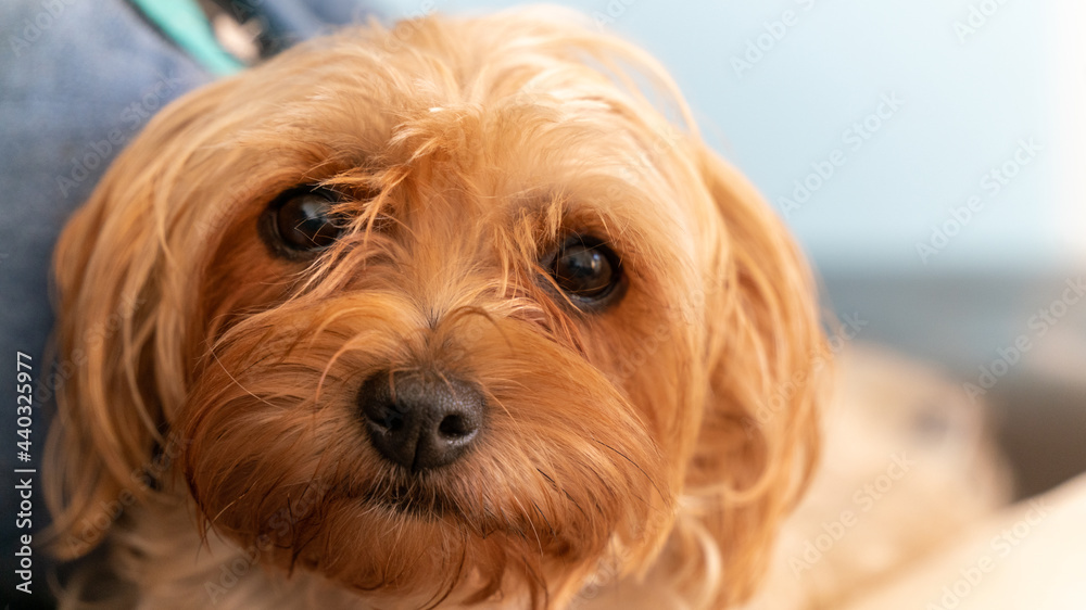 Portrait young Yorkshire terrier female Portrait young Yorkshire terrier female