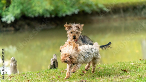 Canvas Print Fighting game between two adorable little Yorkshire Terrier dogs