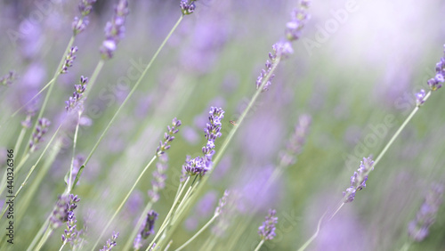 Lavender flowers in Japan. Lavender flowers blooming which have purple color and good fragrant for relaxing in summer season. Blooming Lavender at Furano North side of Hokkaido Japan. © gnepphoto