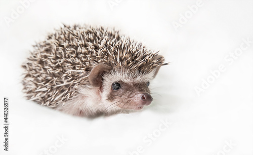Cute African pygmy hedgehog on a light white background. African pygmy hedgehog looks straight into the camera 