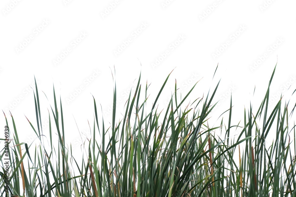 In selective focus wild grass leaves with wind blowing on white isolated background for green foliage backdrop 