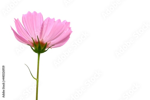 A sweet pink cosmos flower blossom on white isolate background with copy space