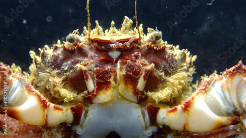 Bristly crab or hairy crab (Pilumnus hirtellus),  close-up of a crab on the seabed, Black Sea. photo