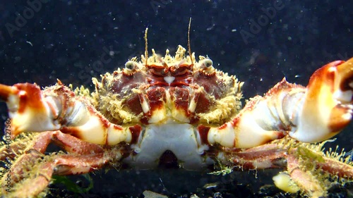 Bristly crab or hairy crab (Pilumnus hirtellus),  close-up of a crab on the seabed, Black Sea. photo