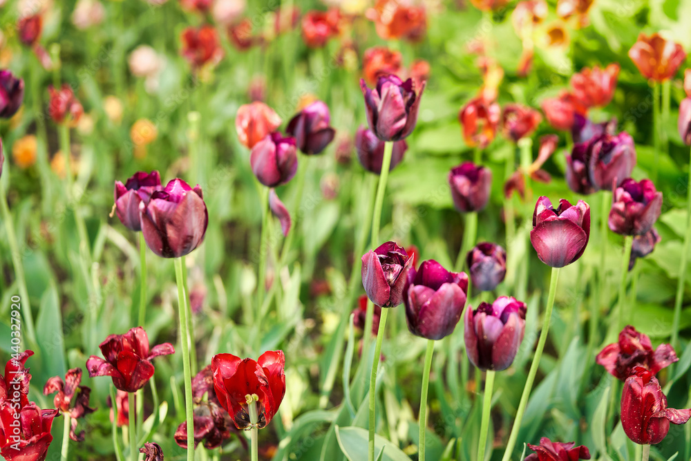 Bright flowers of tulips on a tulip field on a sunny morning