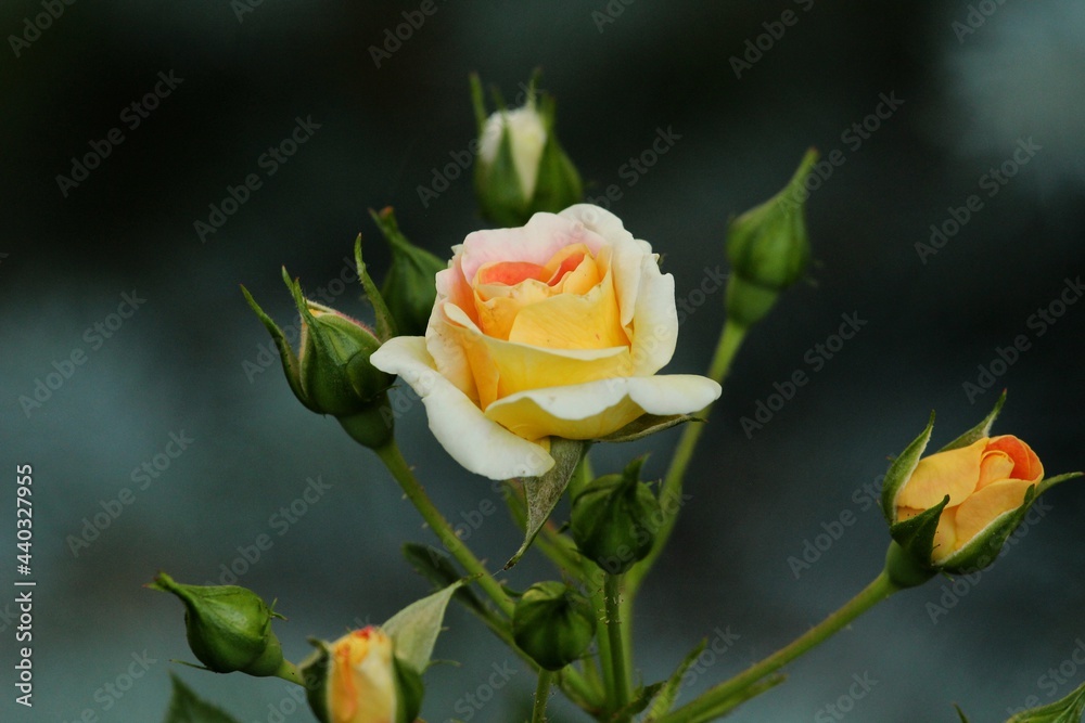 Blush coloured roses in summer garden Blush coloured roses in summer garden