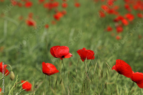 Field of red Poppy Flowers in Summer