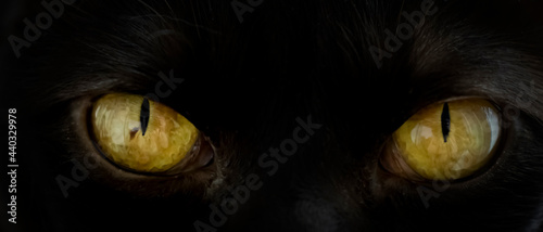 Fototapeta Naklejka Na Ścianę i Meble -  eyes yellow black cat close up
