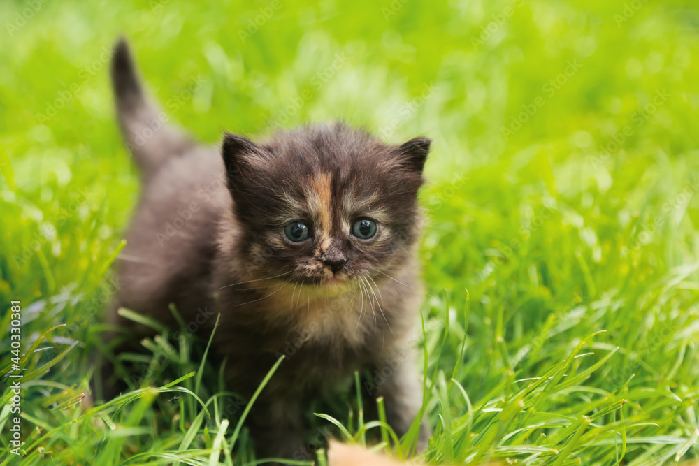 Beautiful black tortie blue-eyed kitten posing in grass outdoors. Tiny cute kitty portrait. Beautiful black tortie blue-eyed kitten posing in grass outdoors. Tiny cute kitty portrait.