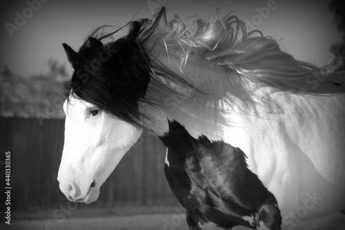 Fényképezés black and white gypsy vanner horse stallion colt