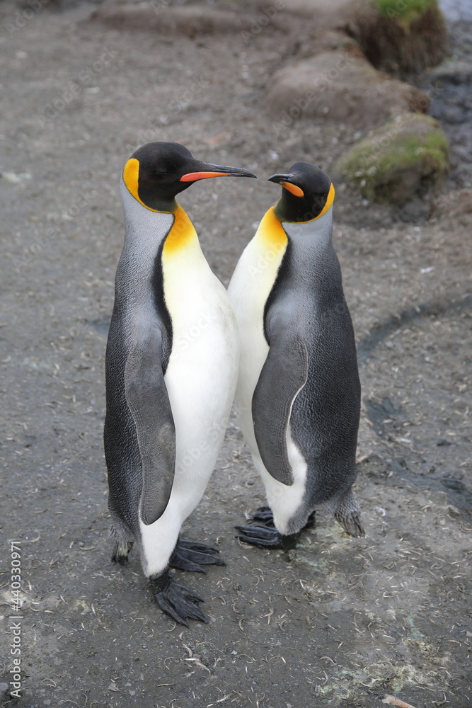 Fototapeta premium King penguin South Georgia Island
