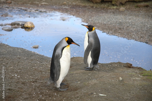 King penguin South Georgia Island