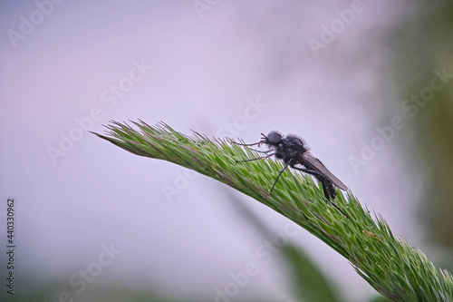 Märzfliege ( Bibio marci ). photo