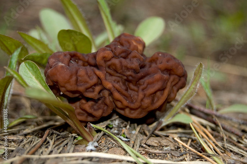 mushroom in the forest